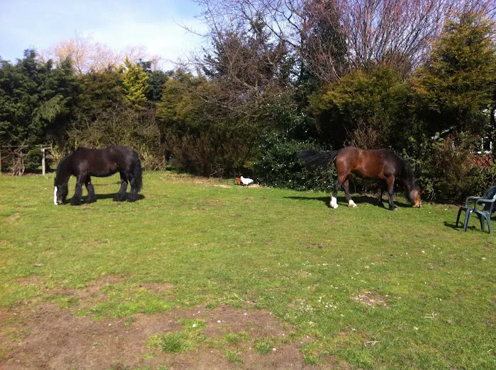 Lime Grove Cattery Picture 7