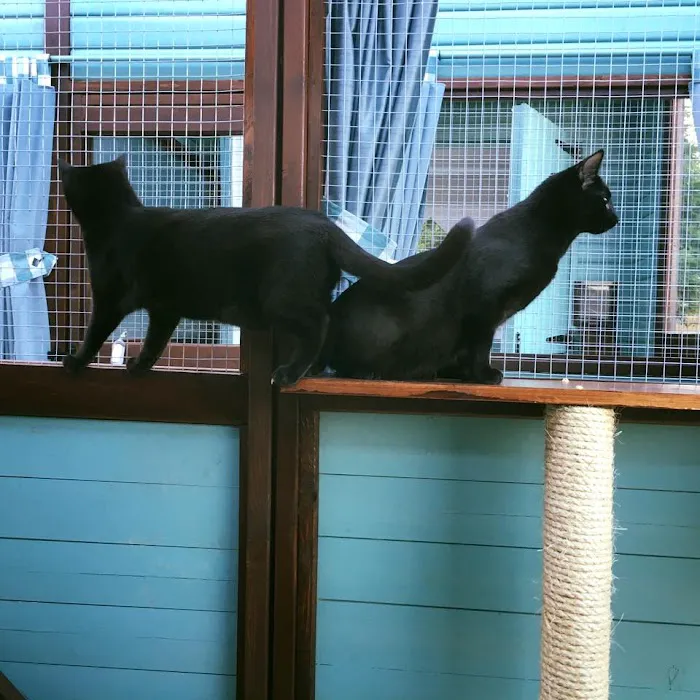 Lime Grove Cattery Picture 8
