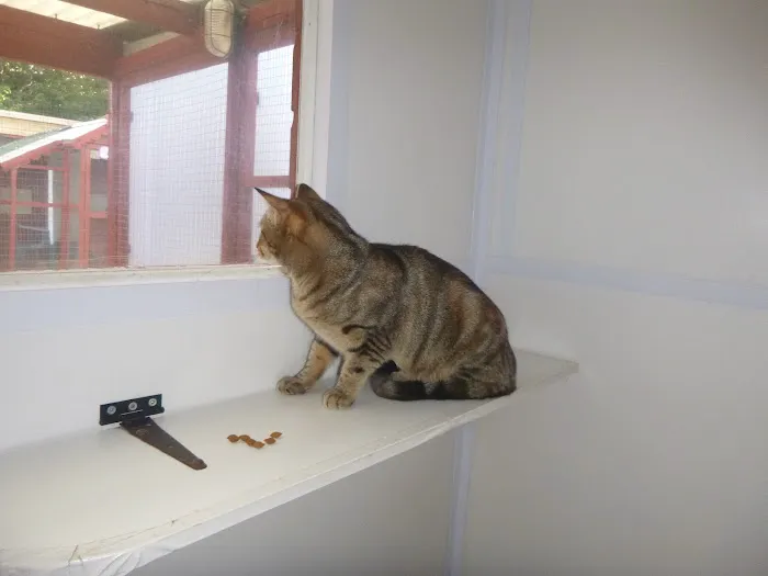 Almora Cattery Picture 3