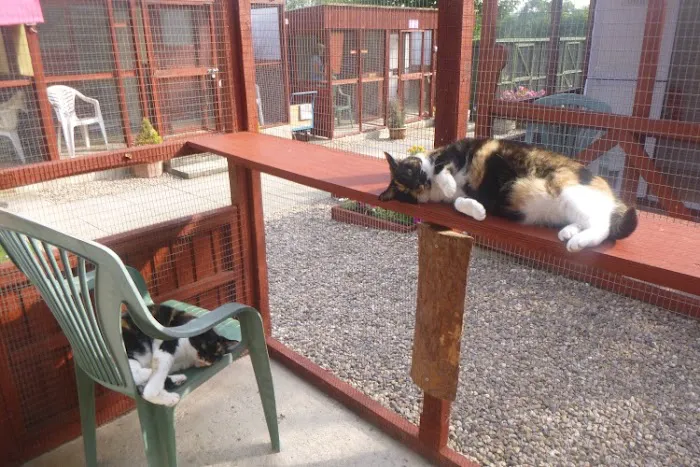 Almora Cattery Picture 6