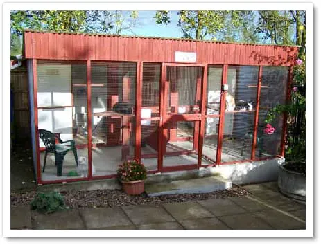 Almora Cattery Picture 9