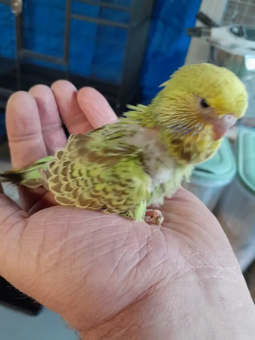 AZZERS AVIARY Picture 4