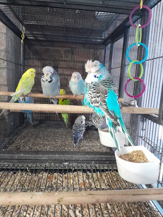 AZZERS AVIARY Picture 3