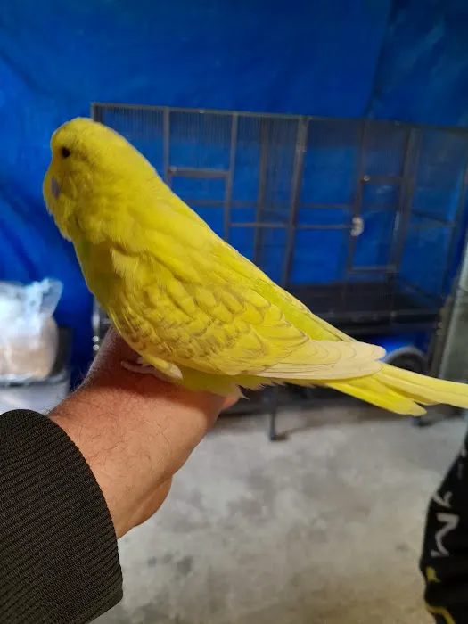 AZZERS AVIARY Picture 1