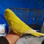AZZERS AVIARY