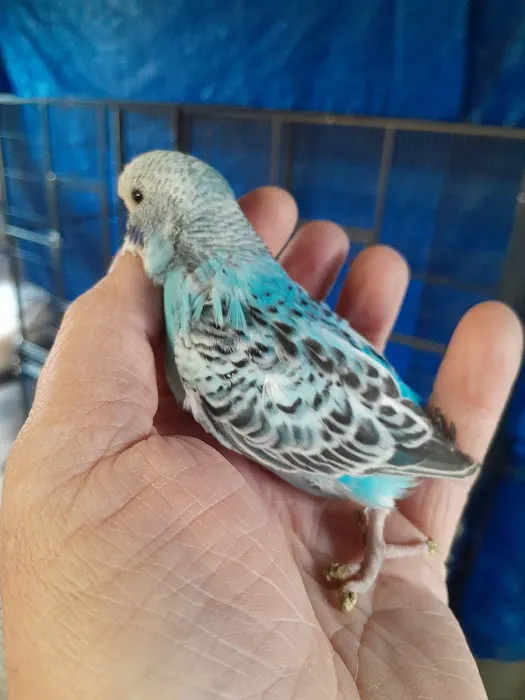 AZZERS AVIARY Picture 8