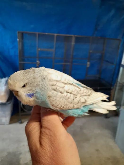 AZZERS AVIARY Picture 7