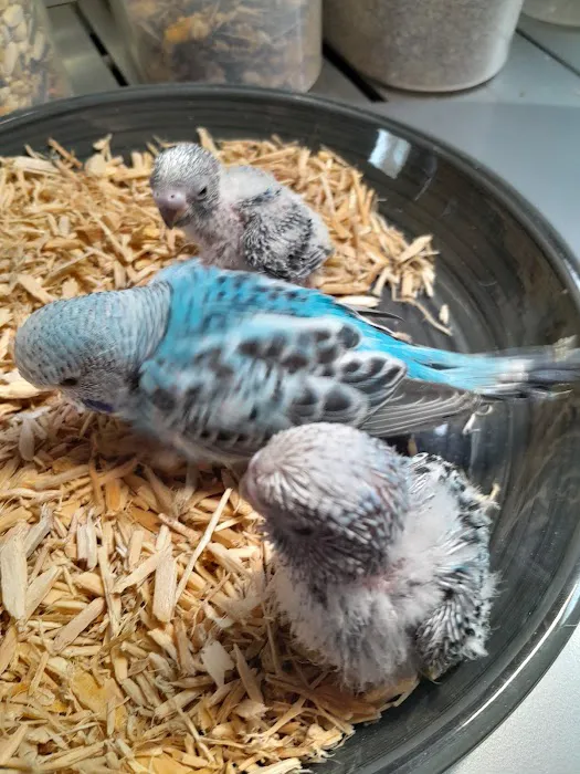 AZZERS AVIARY Picture 9