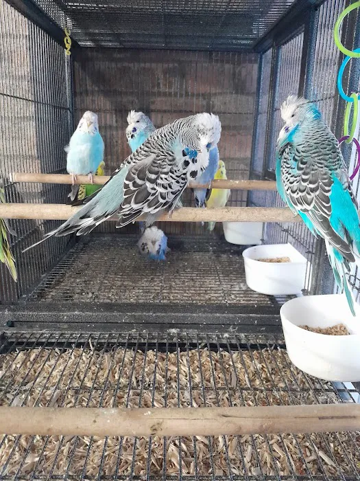 AZZERS AVIARY Picture 6