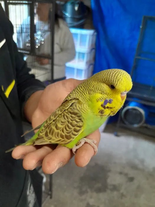 AZZERS AVIARY Picture 5