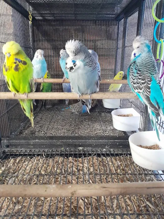 AZZERS AVIARY Picture 10