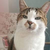 Medivet 24 Hour Dearne Valley ico