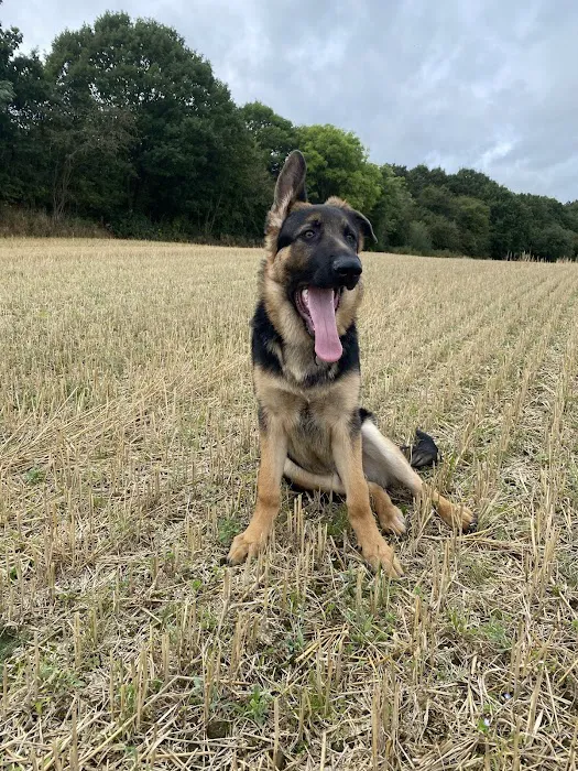 Medivet 24 Hour Dearne Valley Picture 8