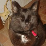 Dovecote Lodge Cattery