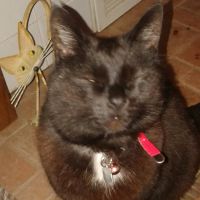 Dovecote Lodge Cattery ico