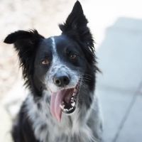 Portland House Vets ico