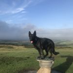 Dixon and Young Veterinary Surgery