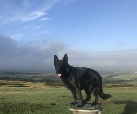 Dixon and Young Veterinary Surgery