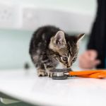 McPhersons Veterinary Practice
