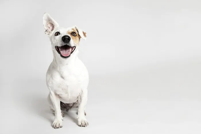 McPhersons Veterinary Practice Picture 5