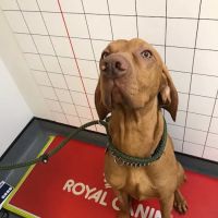 Minster Veterinary Centre ico