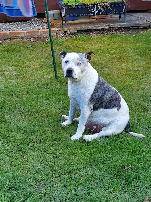 Vets4Pets - Worksop Picture 7