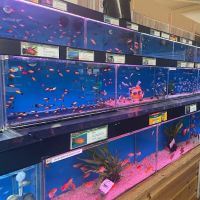 Maidenhead Aquatics Grantham ico