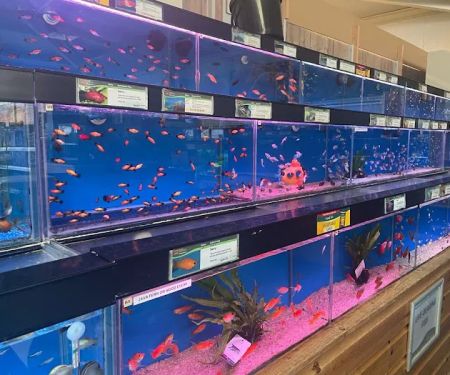 Maidenhead Aquatics Grantham