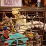 Ace Pet Stores