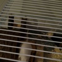 Pets at Home Grantham ico