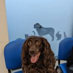 Norwood Veterinary Group Kingswood