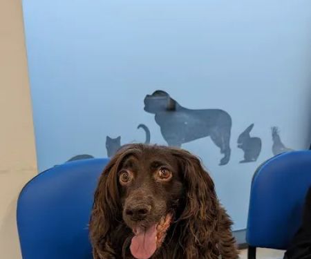 Norwood Veterinary Group Kingswood