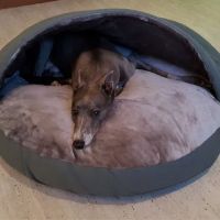 Paws Home Comforts Cave Beds ico