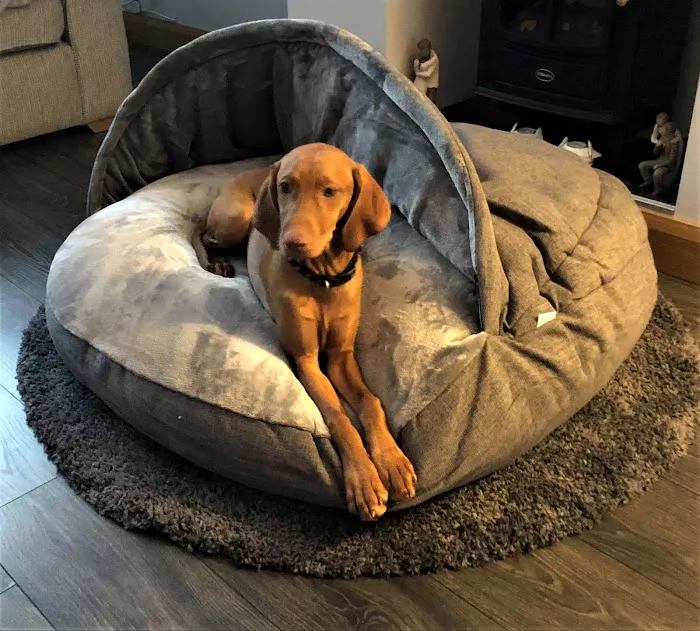 Paws Home Comforts Cave Beds Picture 9