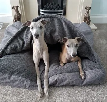 Paws Home Comforts Cave Beds Picture 6