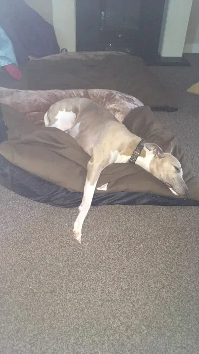 Paws Home Comforts Cave Beds Picture 3