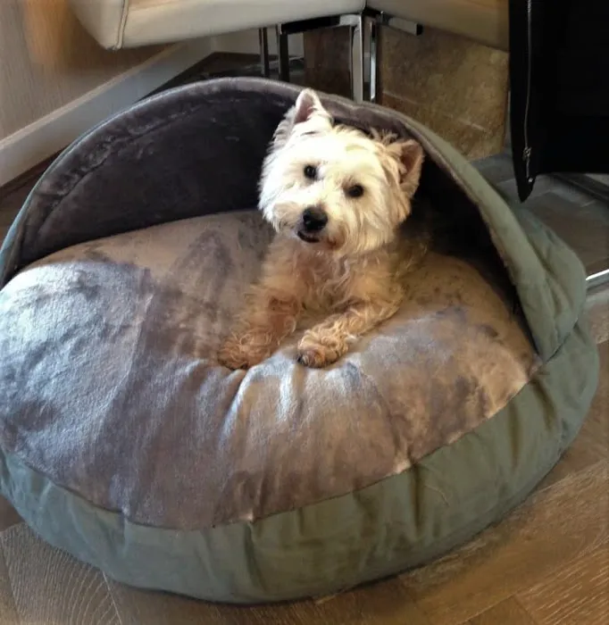 Paws Home Comforts Cave Beds Picture 10