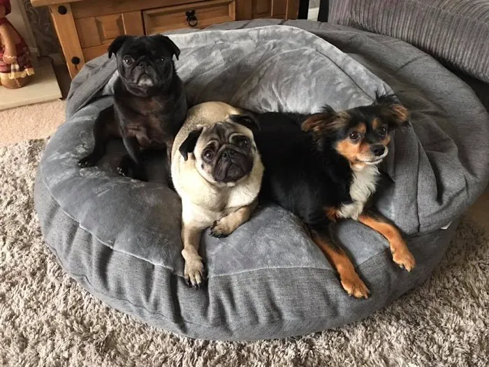 Paws Home Comforts Cave Beds Picture 2