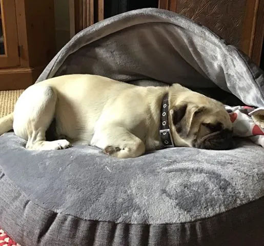 Paws Home Comforts Cave Beds Picture 7