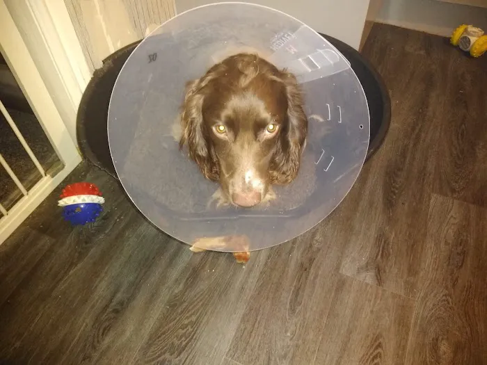Medivet Sutton-on-Hull Picture 8