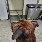 Haven Veterinary Group, Hull