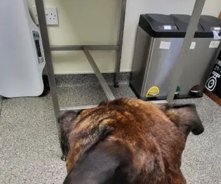 Haven Veterinary Group, Hull