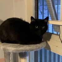 Bilton Cattery ico