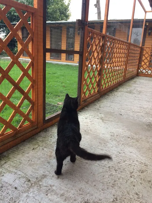Bilton Cattery Picture 6