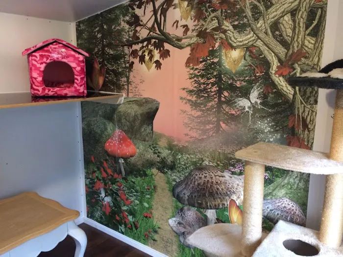 Bilton Cattery Picture 10