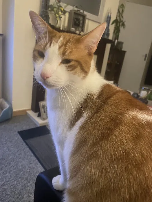 Absolutely Purrfect Cattery Picture 4