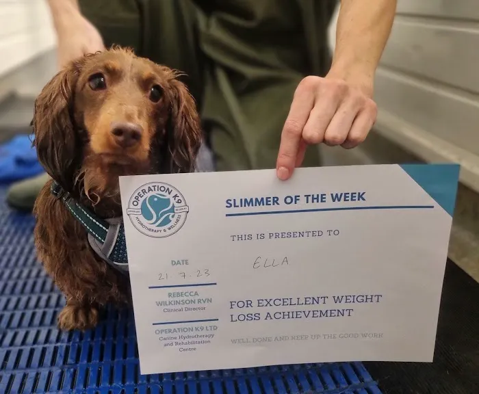 Operation K9 Canine Hydrotherapy Beverley Picture 2
