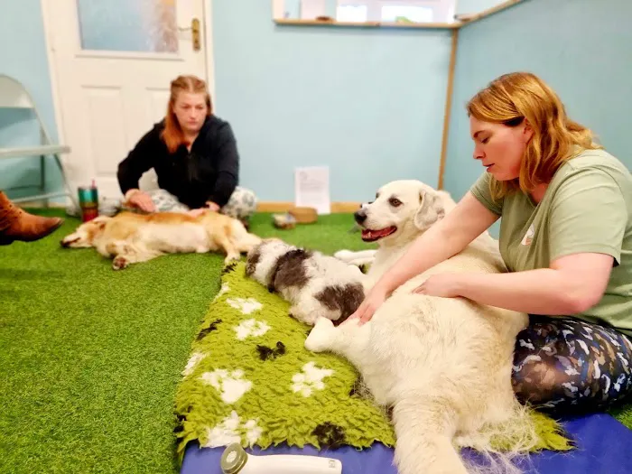 Operation K9 Canine Hydrotherapy Beverley Picture 10