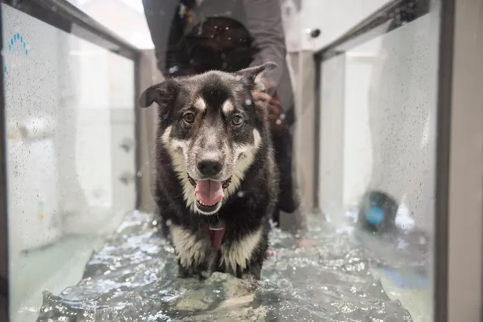 Operation K9 Canine Hydrotherapy Beverley Picture 8