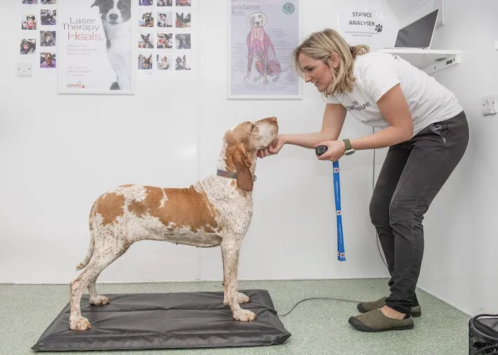 Operation K9 Canine Hydrotherapy Beverley Picture 9